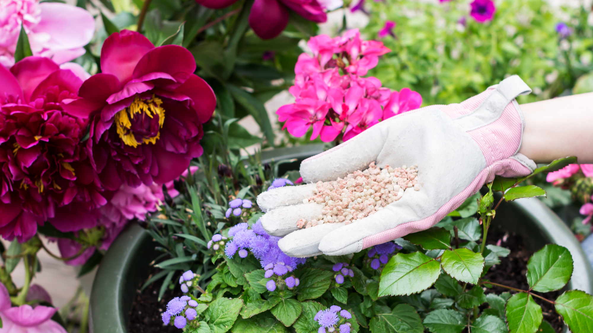 woman's hand in pink and grey gardening glove feeding plants with a granular plant feed in spring