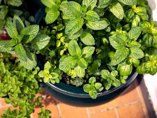 container planted with mint, basil, oregano