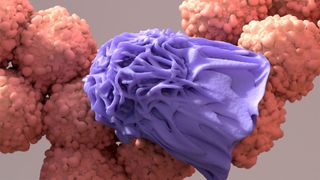 Macrophage devouring a cancer cell, immune cells capable of physically ingesting damaged or diseased cells, cancer immunotherapy.