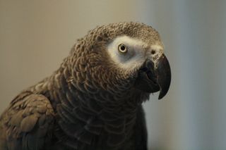 An African Grey Parrot