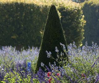 Cottage garden border with yew topiary and perennial planting