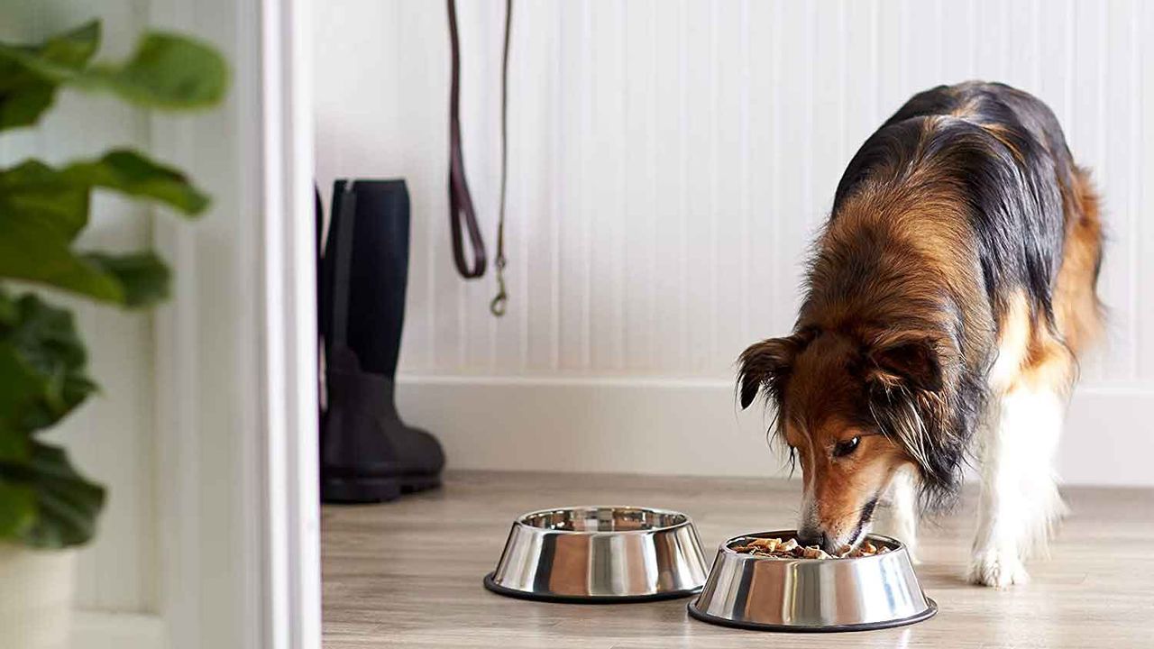 Best dog bowl: AmazonBasics Stainless Steel Dog Bowls