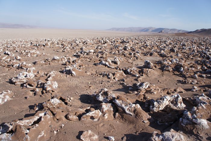 extremophiles, microbiome, microbes, great salt lake