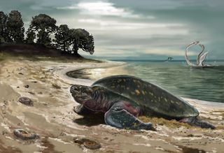 Ancient Sea Turtle