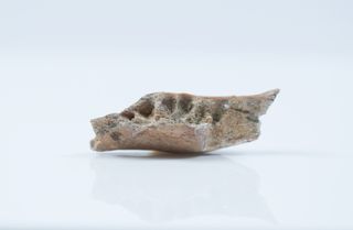A fragment of the lower jaw from an adult hobbit ancestor.