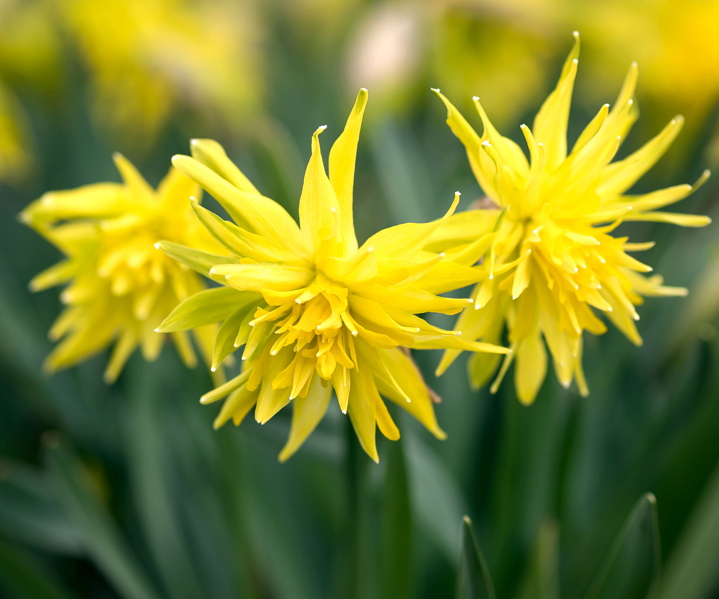 flowering daffodil Rip Van Winkle in garden