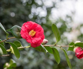 Camellia japonica ‘Adolphe audusson’