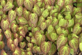 Leaves of the barrenwort (Epimedium), Botanical Garden