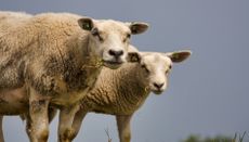 Two identical looking sheep looking at the camera. 