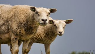 Two identical looking sheep looking at the camera. 