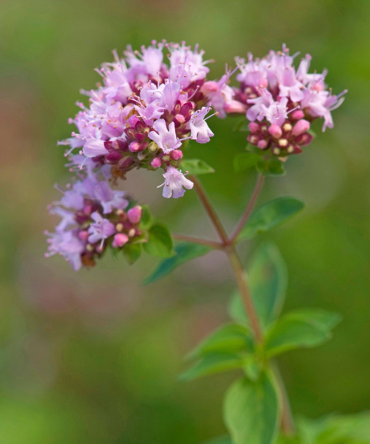 Best Plants For A Butterfly Garden: 16 Pollinator Picks | Homes & Gardens