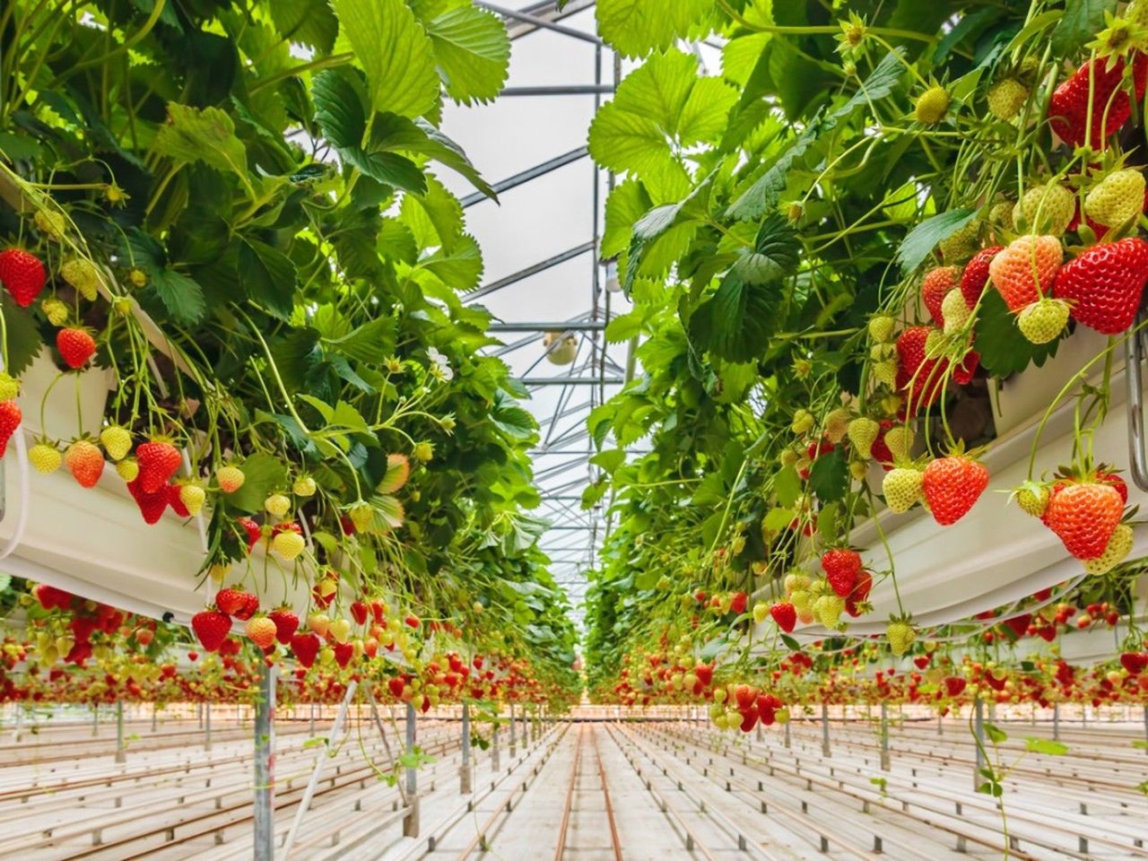 Innumerable strawberry plants with ripe and unripe fruit growing indoors hydroponically, disappearing to a vanishing point in the distance