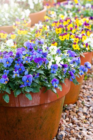 multicoloured pansies in terracotta pots