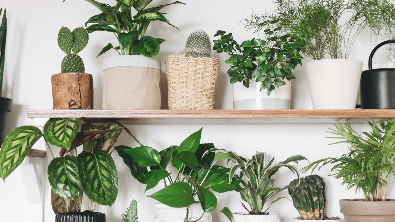 a selection of low-light indoor plants 