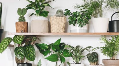 a selection of low-light indoor plants 