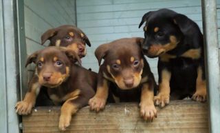 Four black and tan Kelpie puppies
