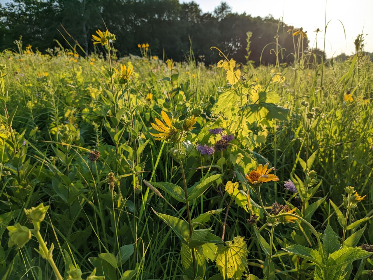 Google Pixel 6a camera samples