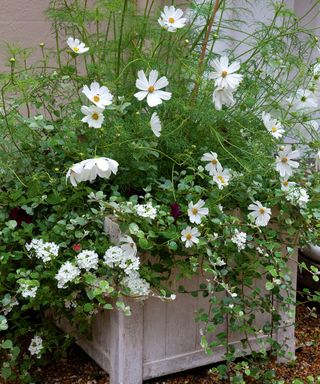 planter filled with white flowers