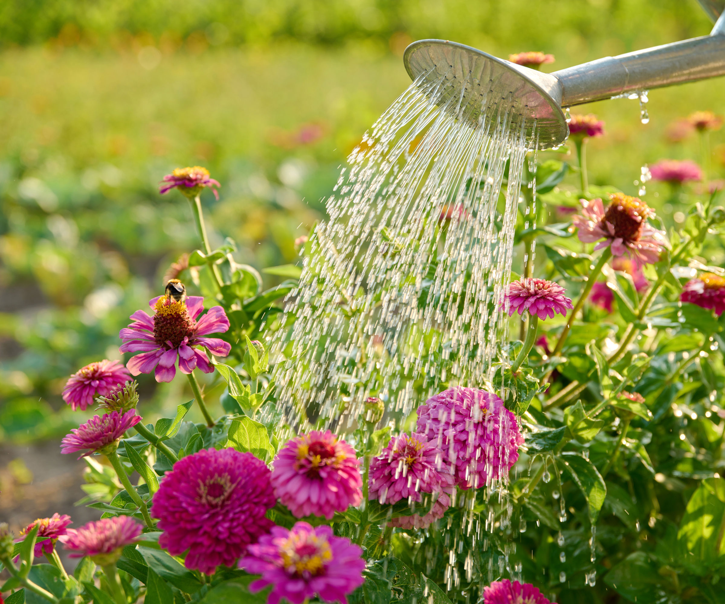 pink dahlias being watered with silver watering can