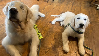 Blind dog with his own puppy guide dog