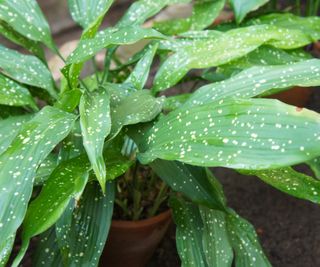 A potted cast iron plant with white speckled leaves