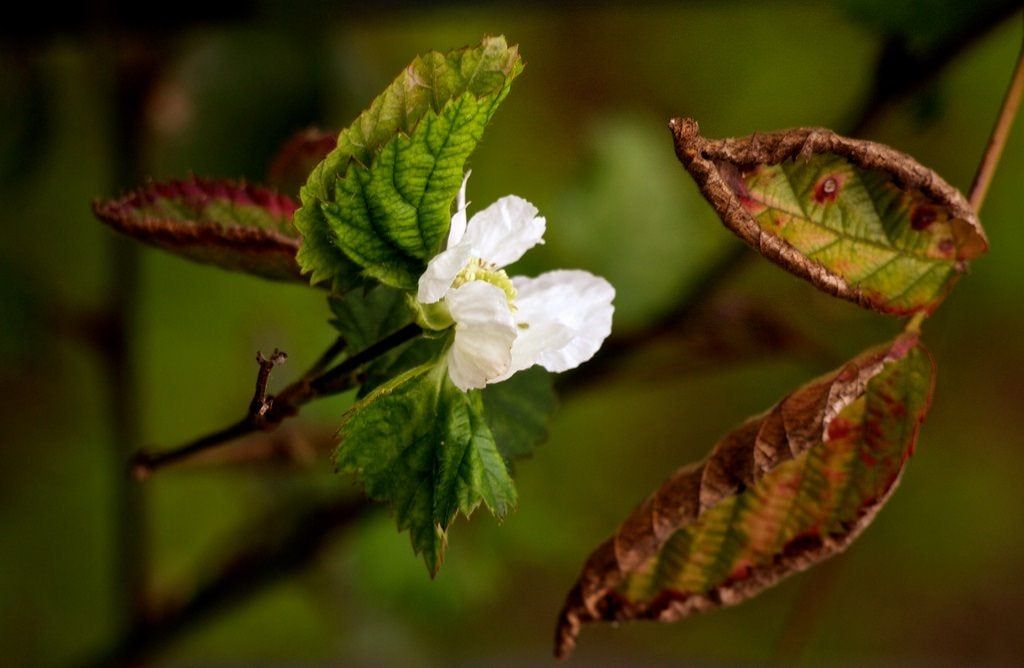 Diseased Boysenberry Plant