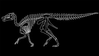 Hadrosaurid (duck-billed dinosaur) skeleton of Edmontosaurus.