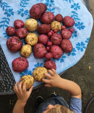 child picking up freshly harvested potatoes