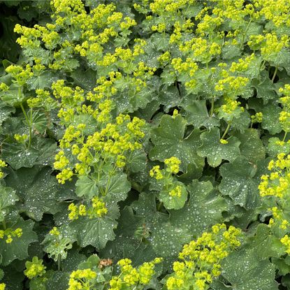 Green plant with small yellow-green flowers