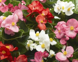 red white and pink waxy begonia semperflorens Topspin Mix
