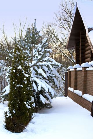 evergreen trees in a snowy winter garden