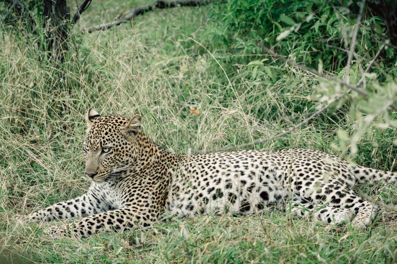 Azura Selous, Tanzania