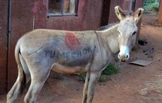 donkey1.jpg