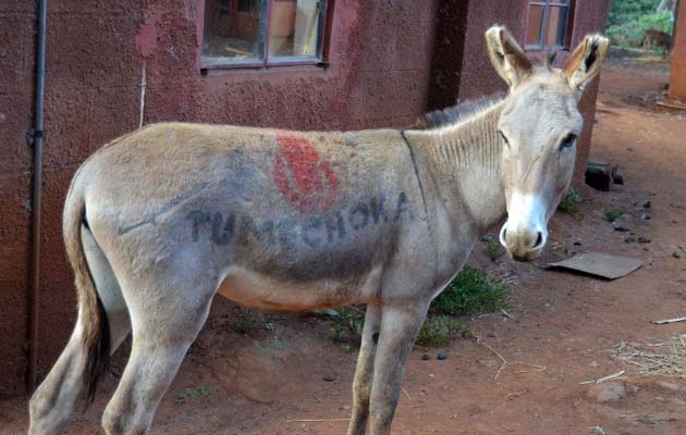 donkey1.jpg