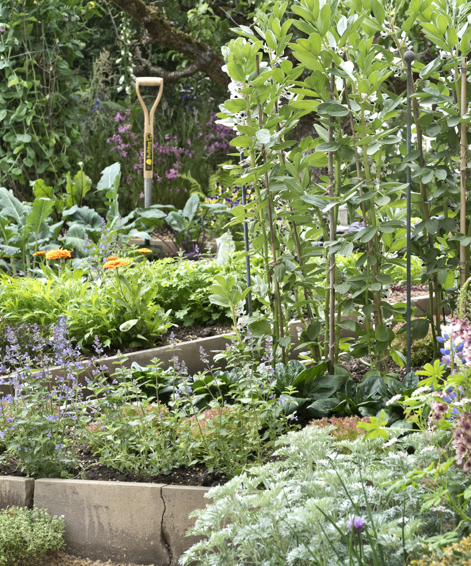 Vegetables and herbs growing in raised beds with tools in the background
