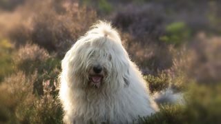 old english sheepdog