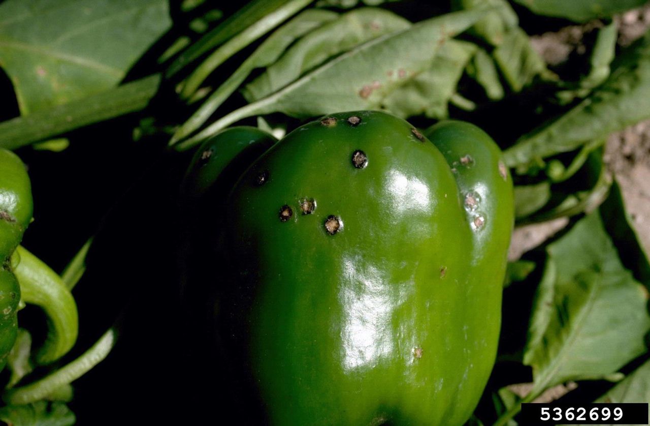 Black Spots On Green Pepper