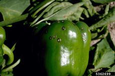 Black Spots On Green Pepper