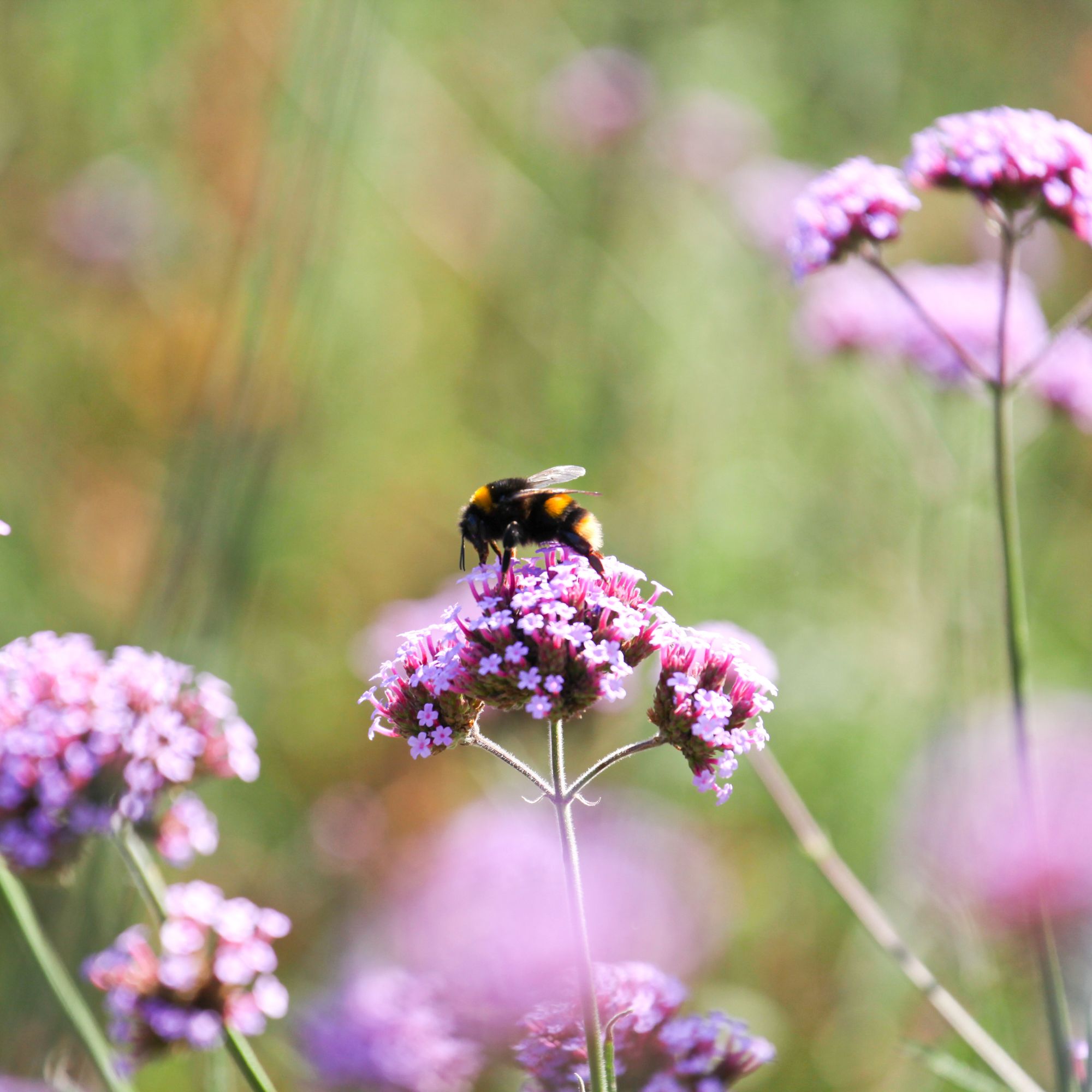 Bumblebee on Verbena bonariensis flowers growing in garden