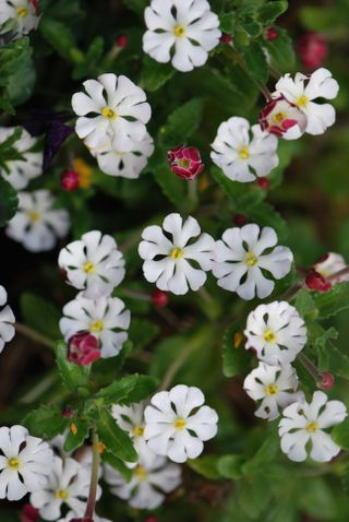 A bush of blooming white night phlox flowers