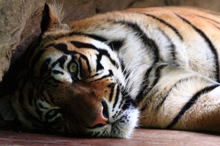 Sumatran Tiger