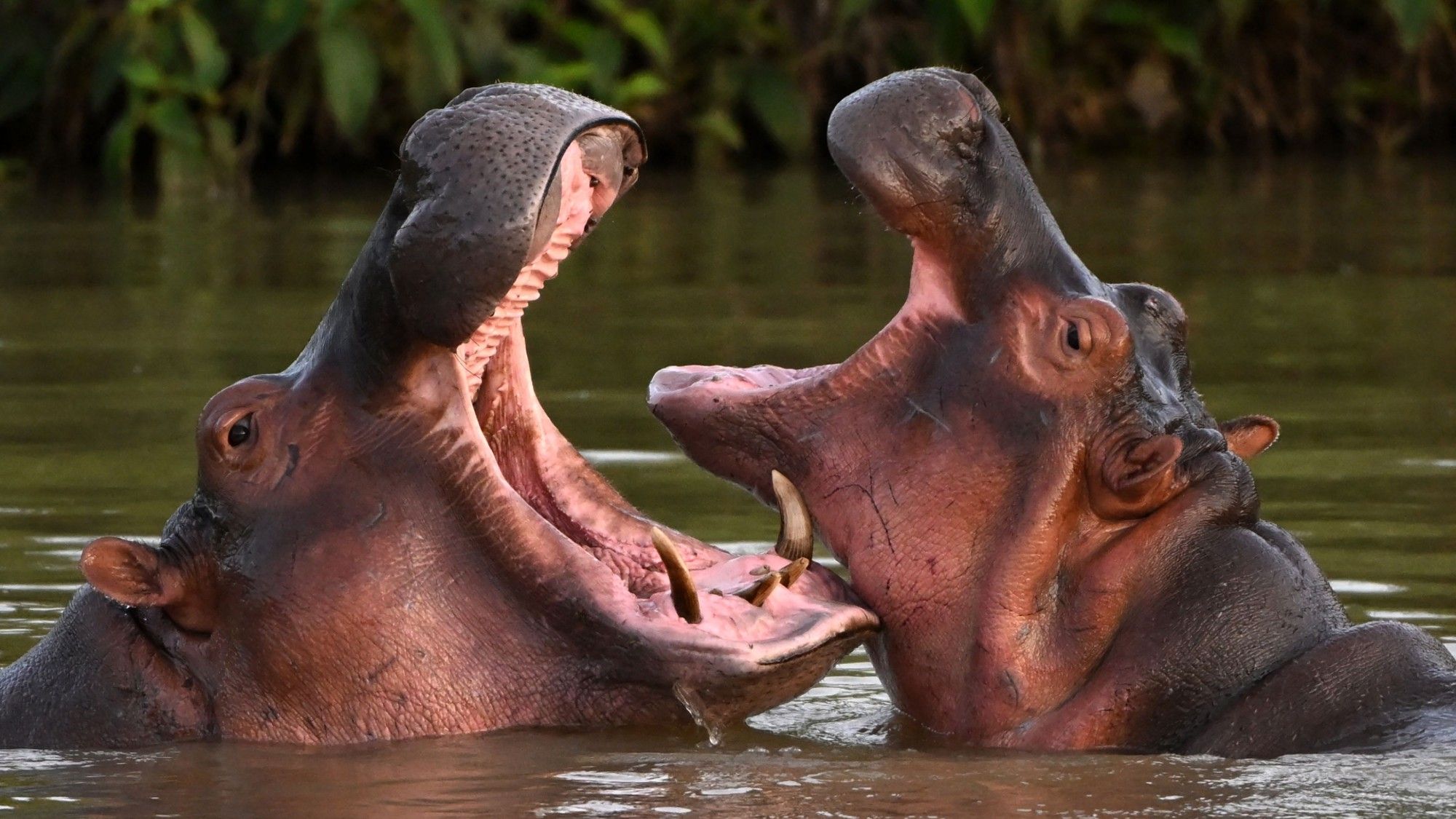 A passage to India for Colombia’s ‘cocaine hippos’?