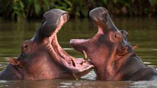 One large hippo (left) and one smaller hippol (right) both emerge from water wiith mouths wide open