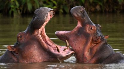 One large hippo (left) and one smaller hippol (right) both emerge from water wiith mouths wide open
