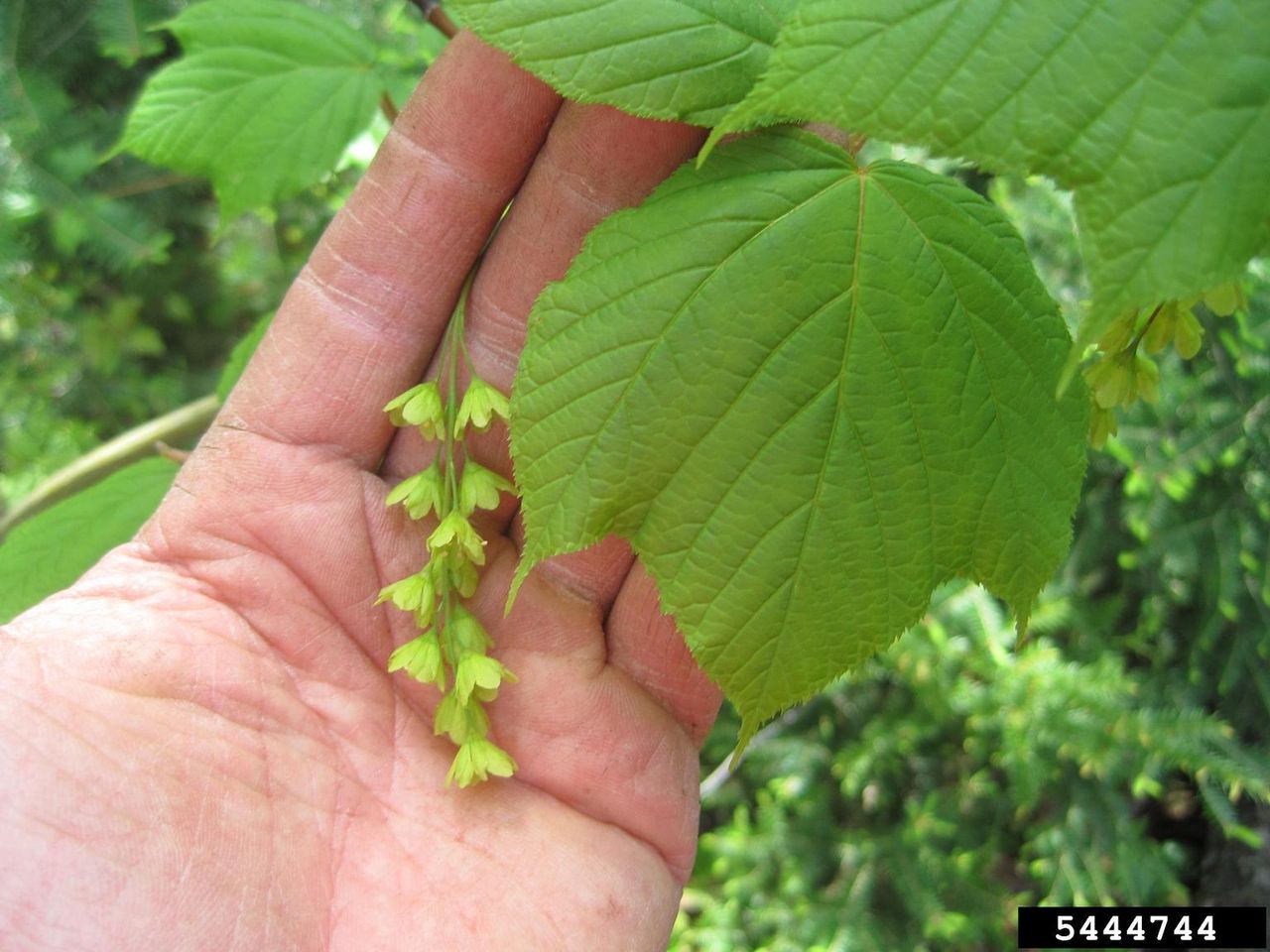 striped maple