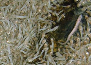 rimicaris hybisae, new shrimp species, hydrothermal vent species, von damm vent species, von damm vent animals