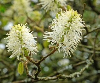 Witch alder flowers