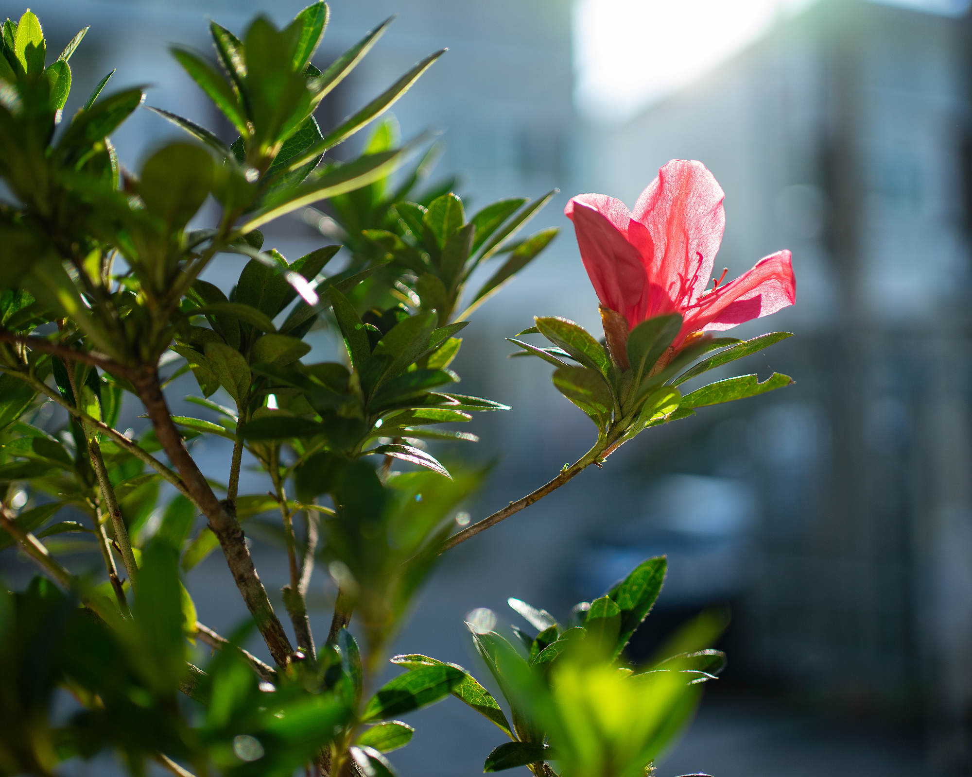 Bright salmon pink flower on azalea plant