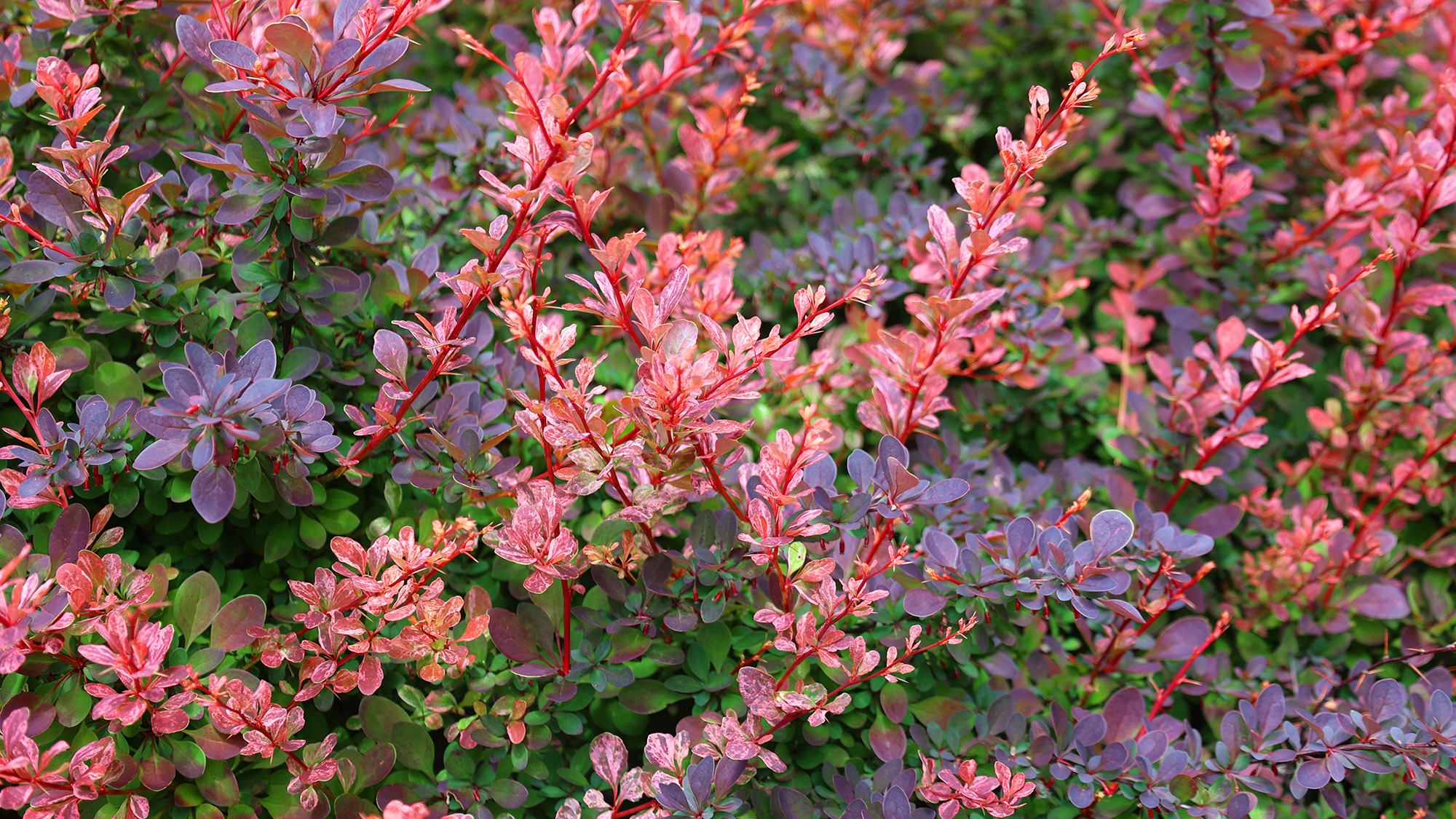 Berberis