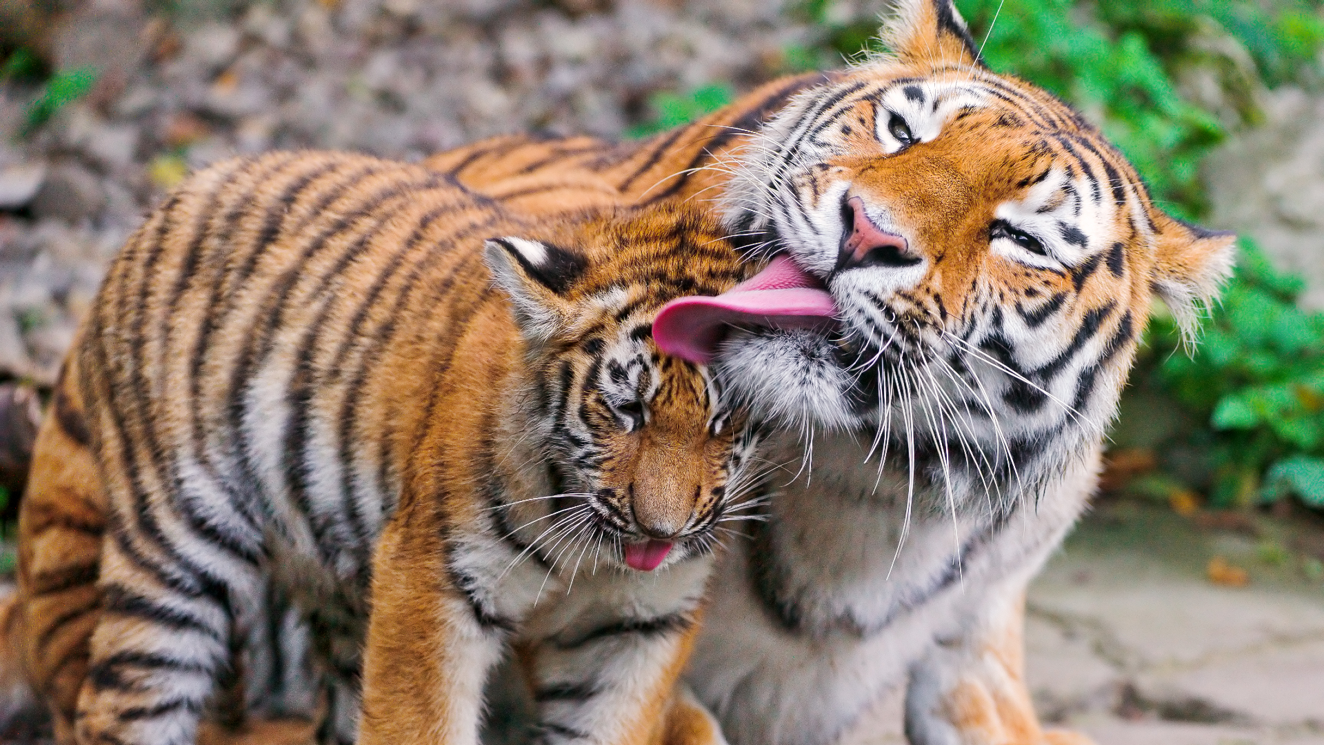 A pair of orange and black striped tigers stand in a lush forest, with the larger one on the right licking the smaller one on the left.